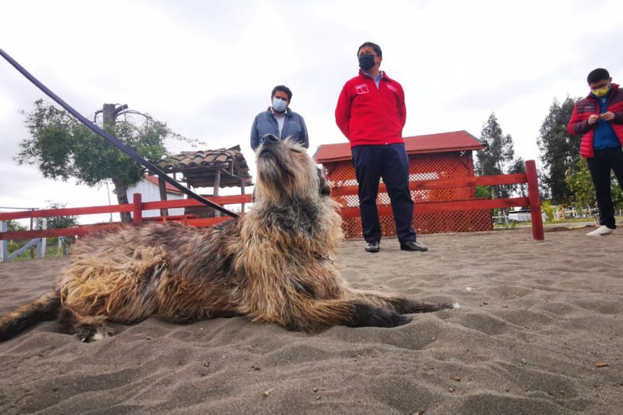 Invitan a curso gratuito de Tenencia Responsable de Mascotas