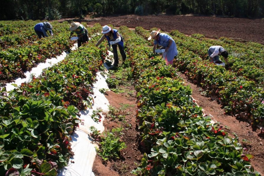 Plan de Seguridad Silvoagropecuario apunta a la protección transversal de las cosechas en Biobío